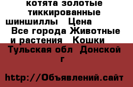 котята золотые тиккированные шиншиллы › Цена ­ 8 000 - Все города Животные и растения » Кошки   . Тульская обл.,Донской г.